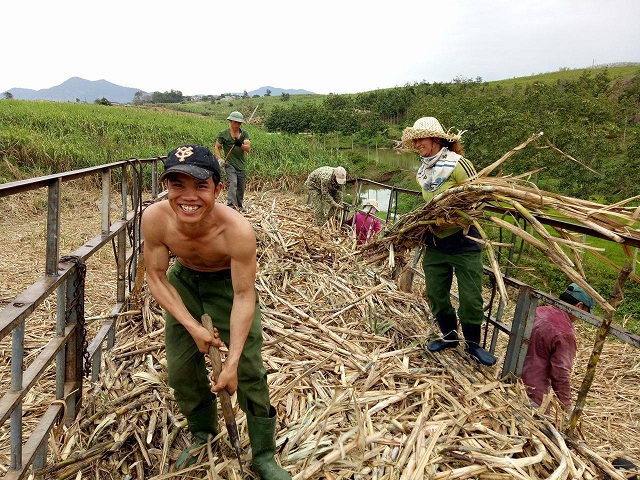 Nông dân huyện M'Drắk phấn khởi thu hoạch mía niên vụ 2016-2017